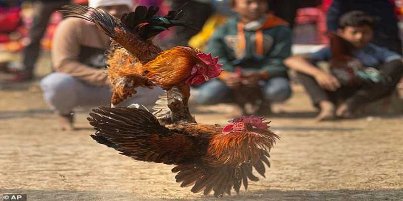 Giới thiệu sảnh đá gà 789F 
